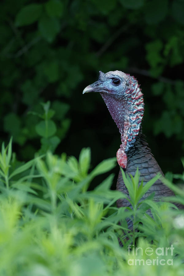Spring Turkey #1 Photograph by Natural Focal Point Photography Spring Turkey #1 Photograph by Natural Focal Point Photography
