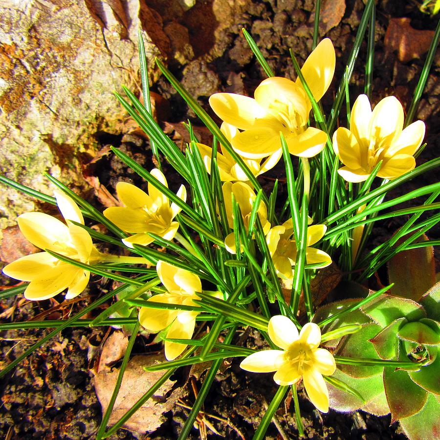 Spring #1 Photograph by Vesna Martinjak