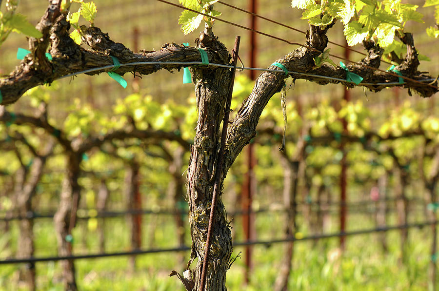 Spring Vineyard in Napa California #1 Photograph by Brandon Bourdages