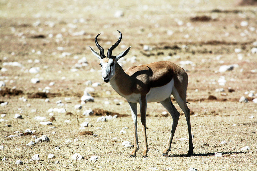 Springbok #1 Photograph by Laetitia Becker - Pixels