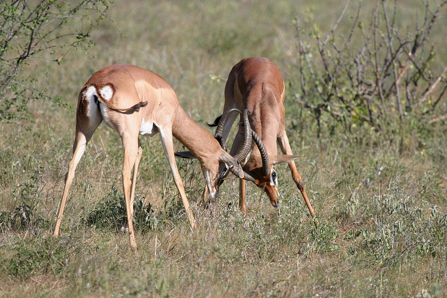 Springbok Samburu Kenya #1 Photograph by Joseph G Holland