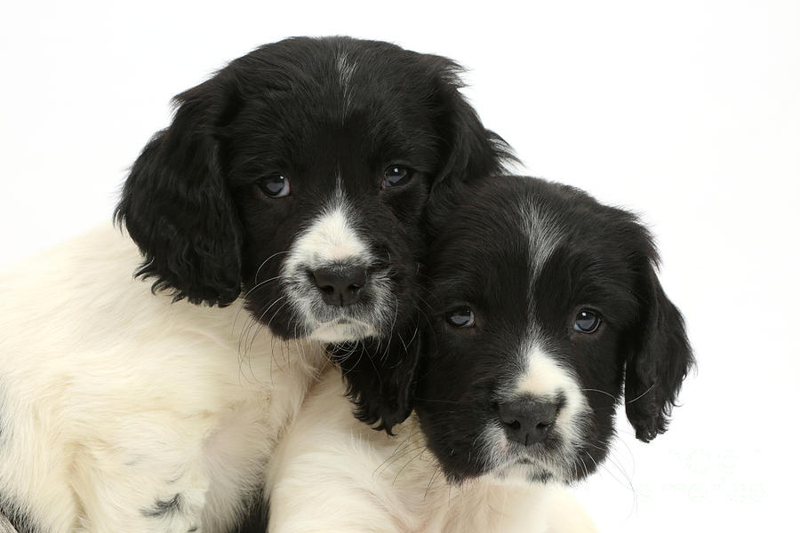 Springer Spaniel Puppies #1 Photograph by Mark Taylor