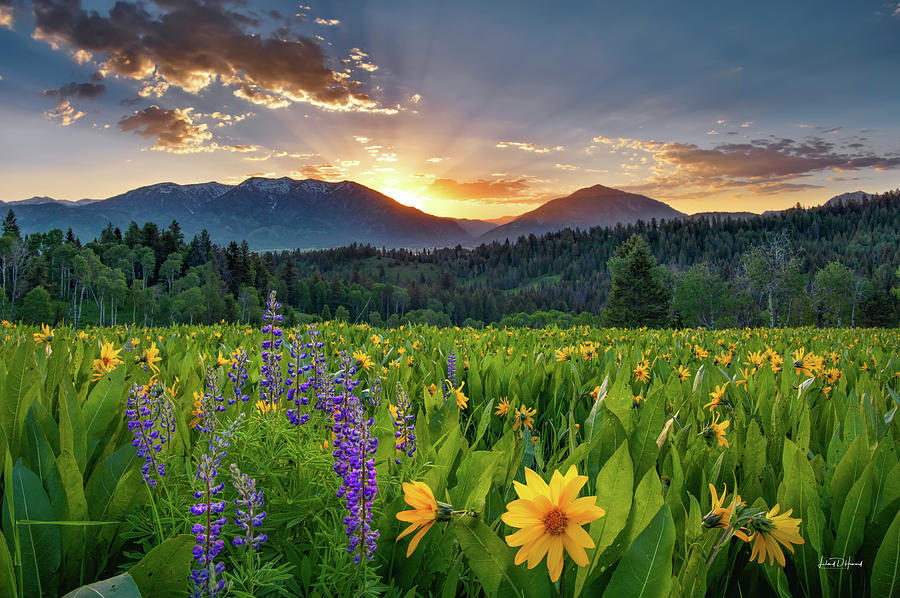 Flower Photograph - East Idaho Springs Delight by Leland D Howard