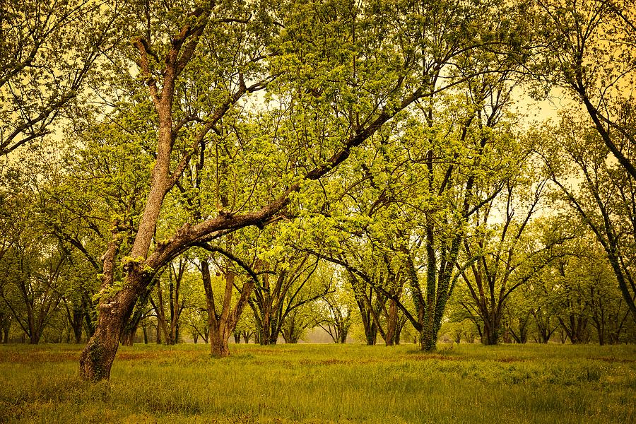 Springtime In Mississippi #1 Photograph by Mountain Dreams