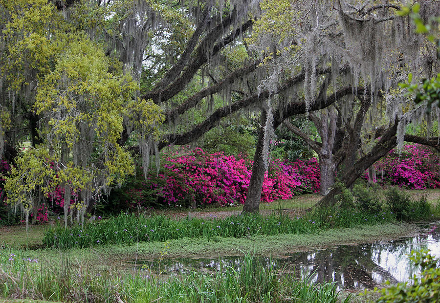 Springtime in the Lowcountry II  Photograph by Suzanne Gaff