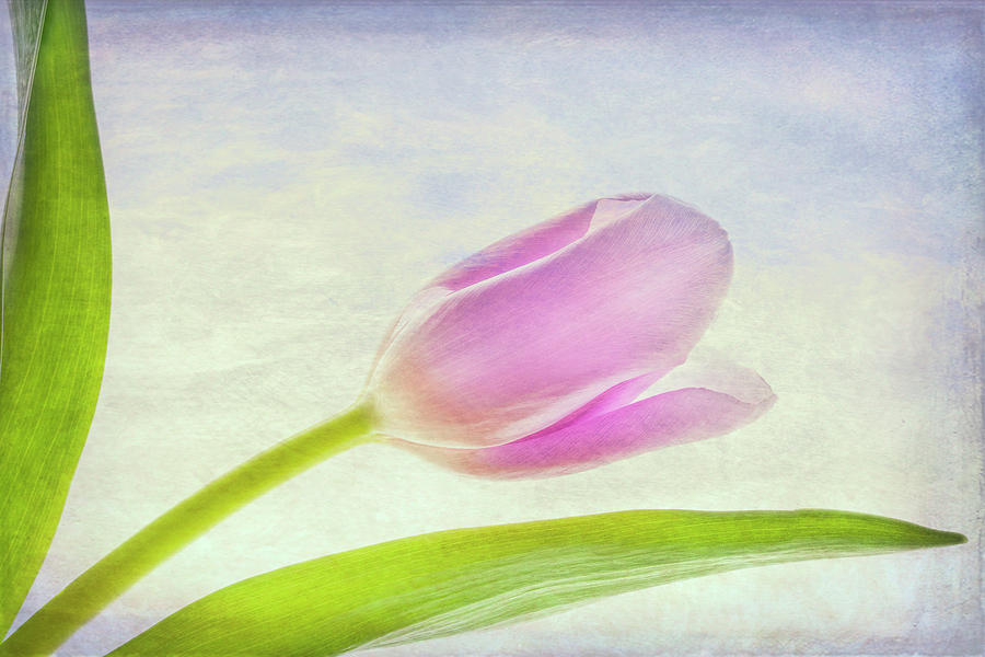 Dreamy Tulip Photograph by Patty Colabuono