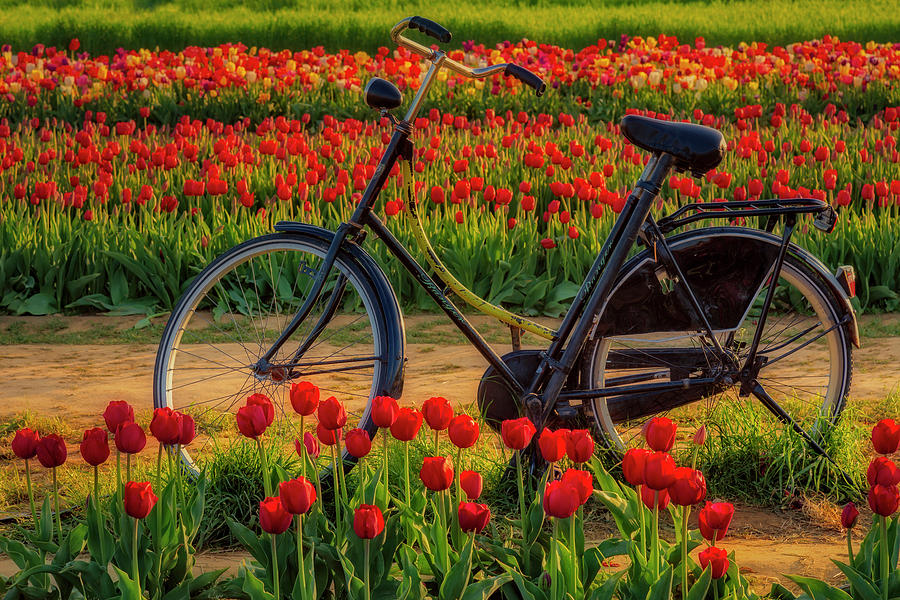 Tulip Photograph - Springtime Tulips and Bike #1 by Susan Candelario