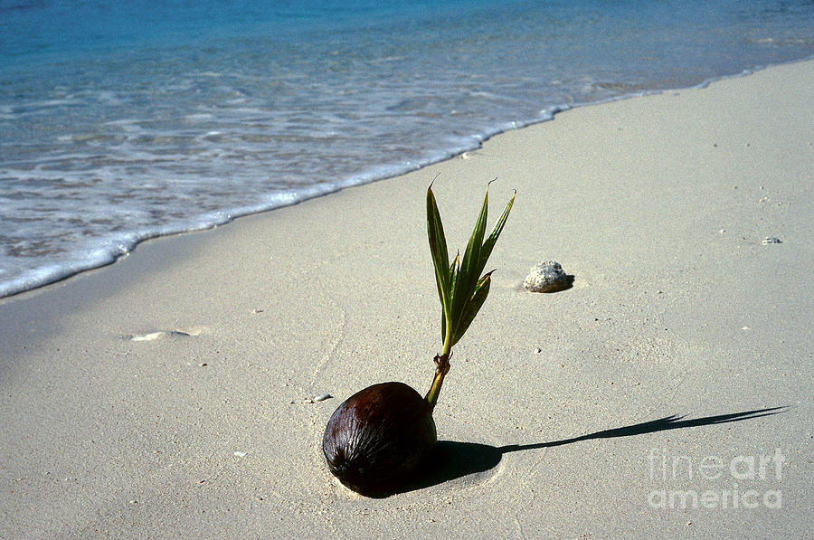 Sprouting Coconut On Beach #1 Photograph by John Kaprielian