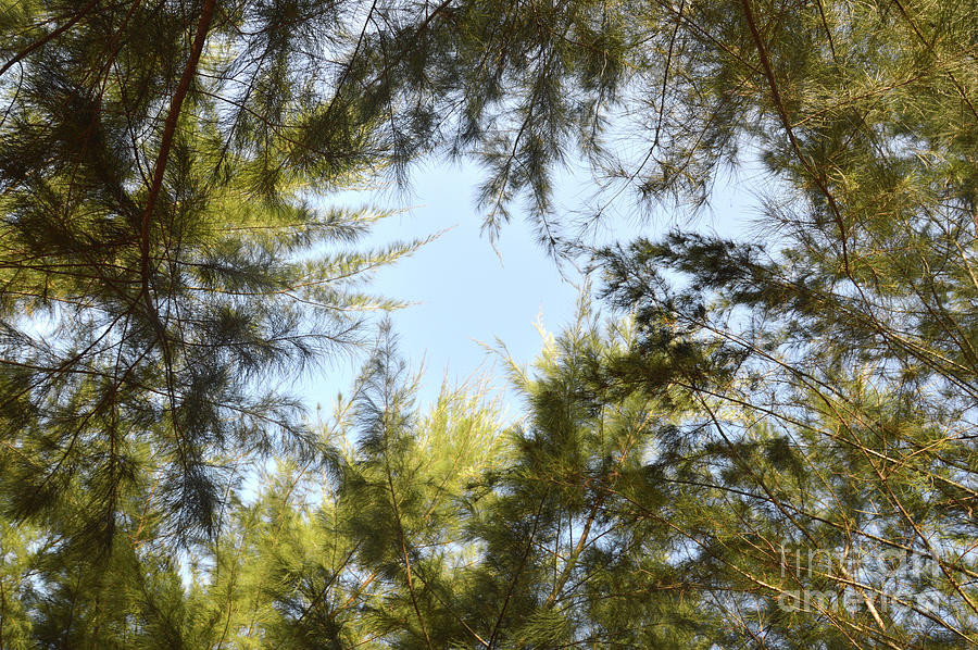 Spruce Photograph