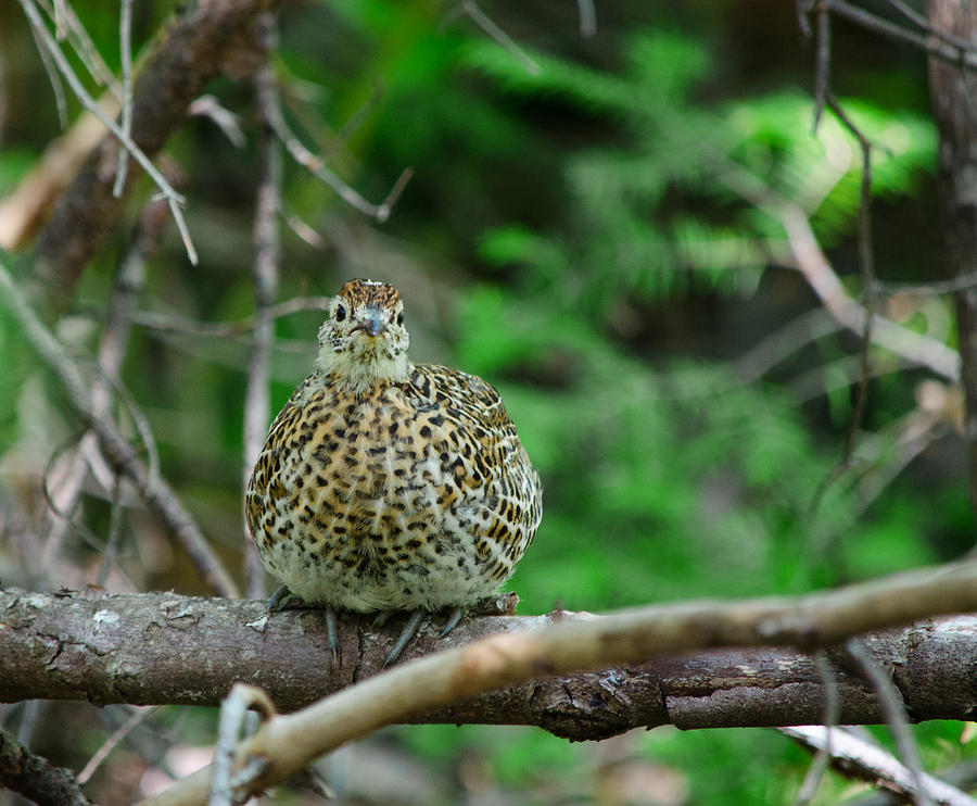Spruce Grouse #1 Photograph by James Petersen
