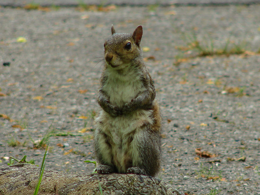 Eastern Gray Squirrel Photograph by Carl Moore