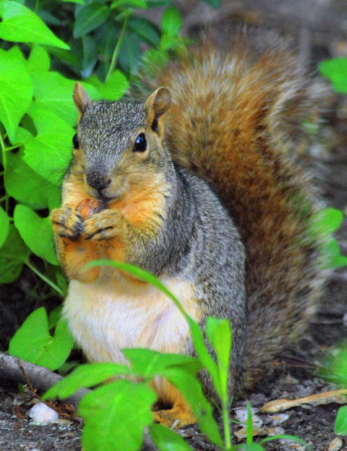 Squirrel Eating Acorn Photograph by Michelle Halsey