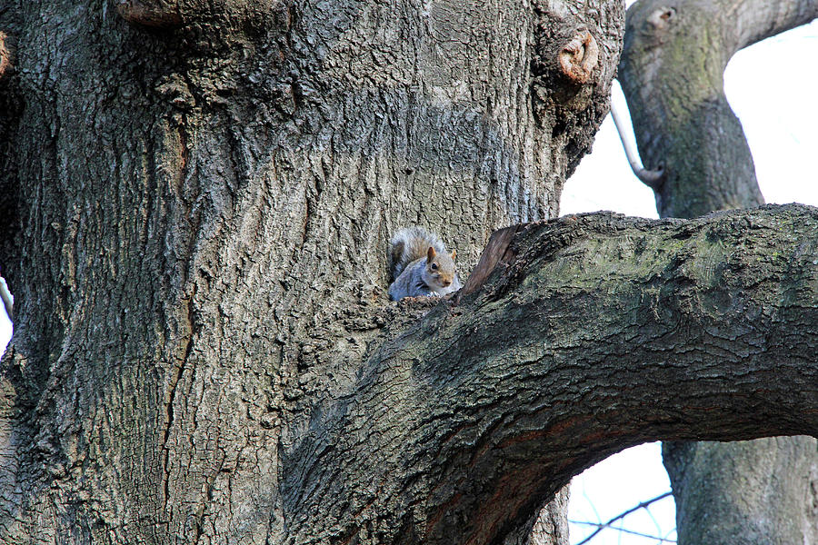 Squirrel In A Tree #1 Photograph by Cora Wandel