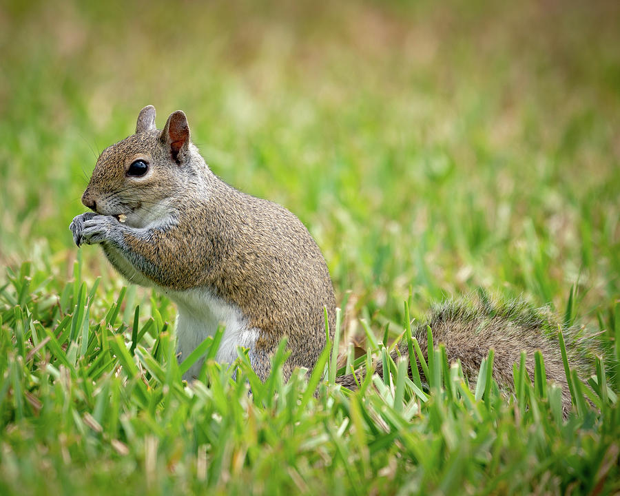 Squirrel #1 Photograph by Joe Myeress