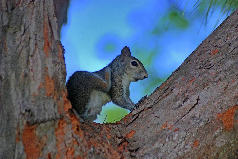1- Squirrel Photograph by Joseph Keane