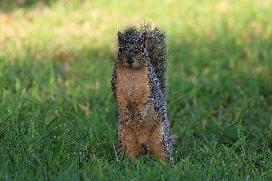 Squirrel Standing in Grass #1 Photograph by Christy Pooschke