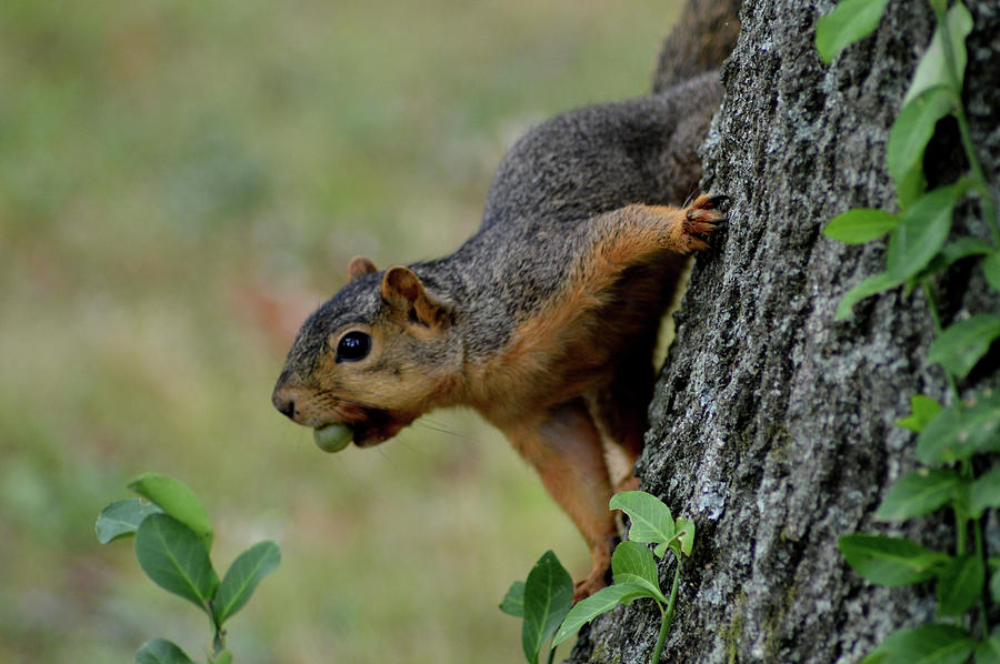 Squirrel With Acorn Photograph by Belinda Stucki - Pixels