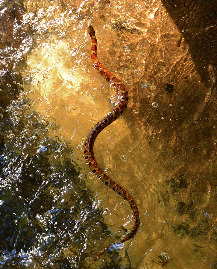 Swimming snake Photograph by David Lee Thompson