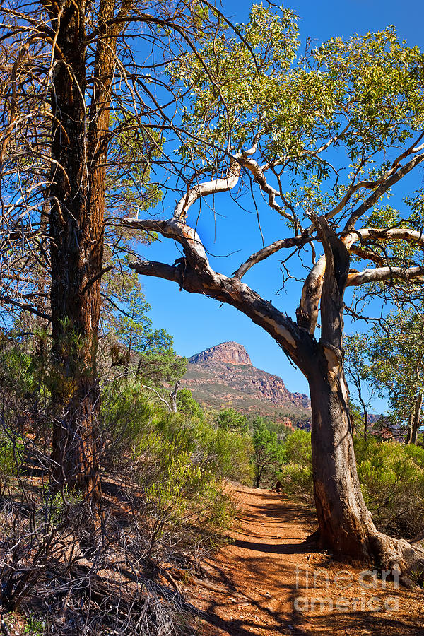 St Mary Peak Wilpena Pound #2 Photograph by Bill  Robinson