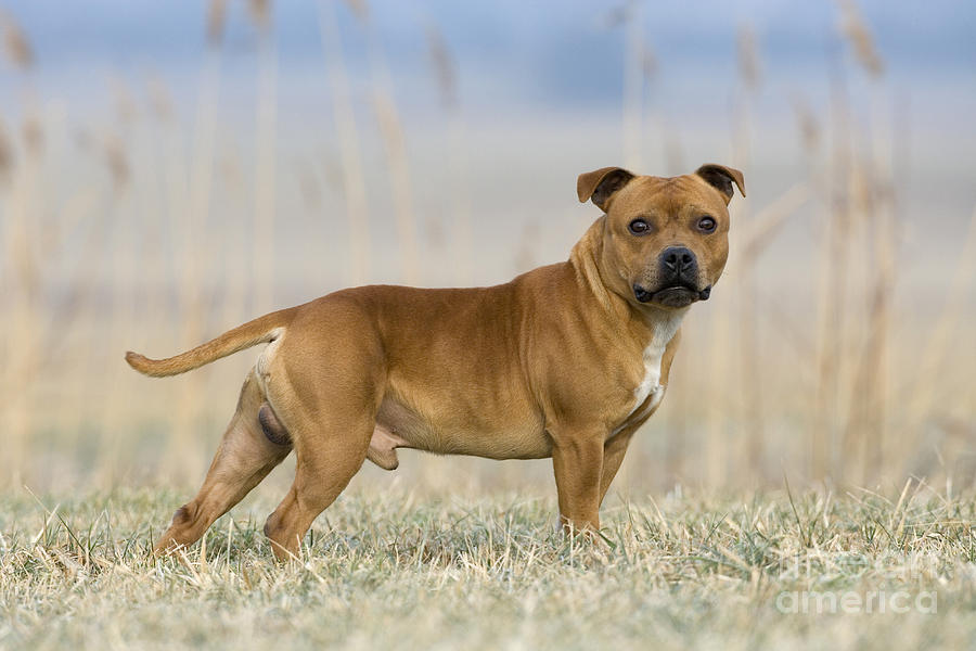 Dog Photograph - Staffordshire Bull Terrier #1 by Jean-Louis Klein & Marie-Luce Hubert