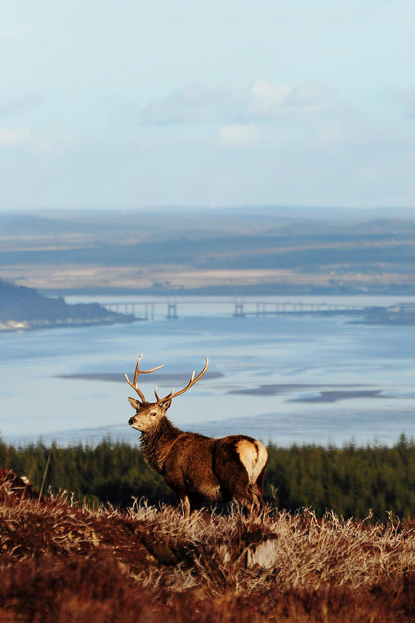 Stag Overlooking the Beauly Firth and Inverness #1 Photograph by Gavin Macrae