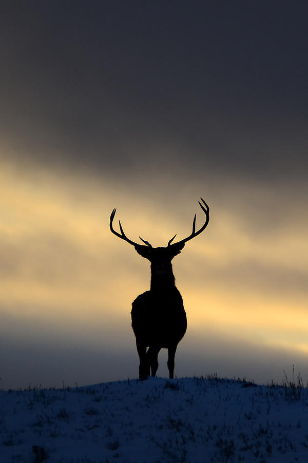 Stag Silhouette  #1 Photograph by Gavin MacRae