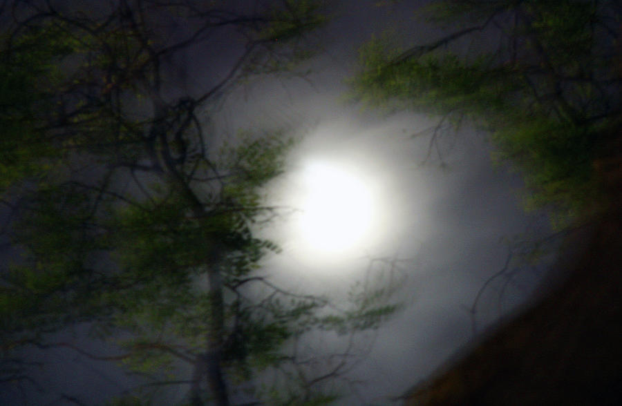 Stalked by the Moon #1 Photograph by Cora Wandel
