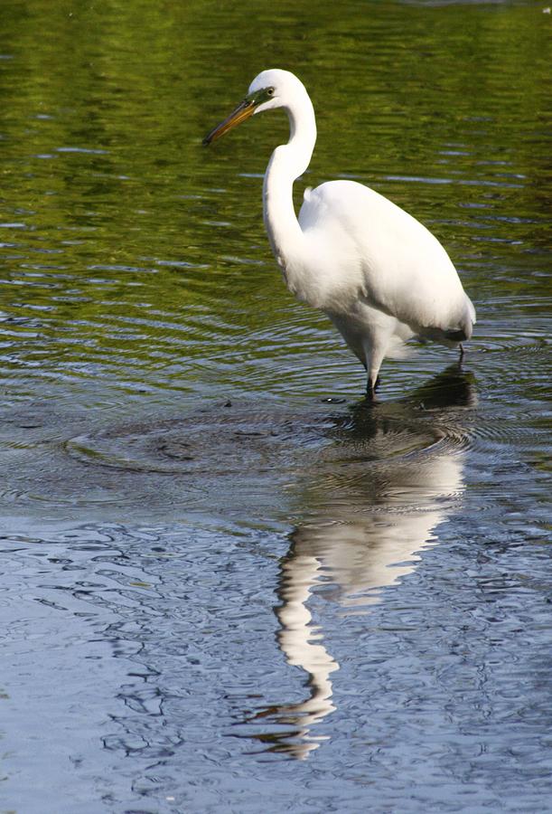 Stalking Egret #1 Photograph by Christopher J Kirby