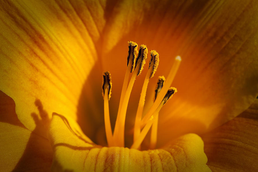 Stamens #1 Photograph by Kelley King