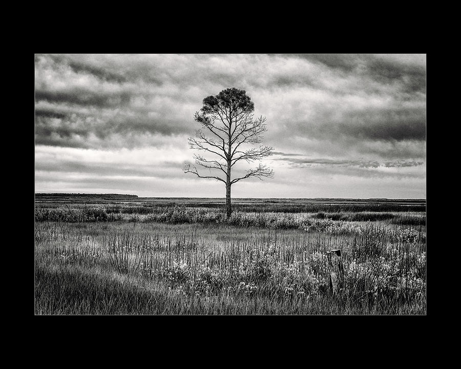 Standing Alone #1 Photograph by Robert Fawcett