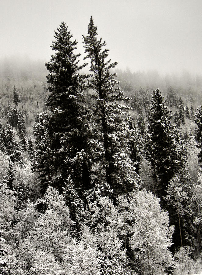 Tree Photograph - Standing Tall #1 by David Kehrli
