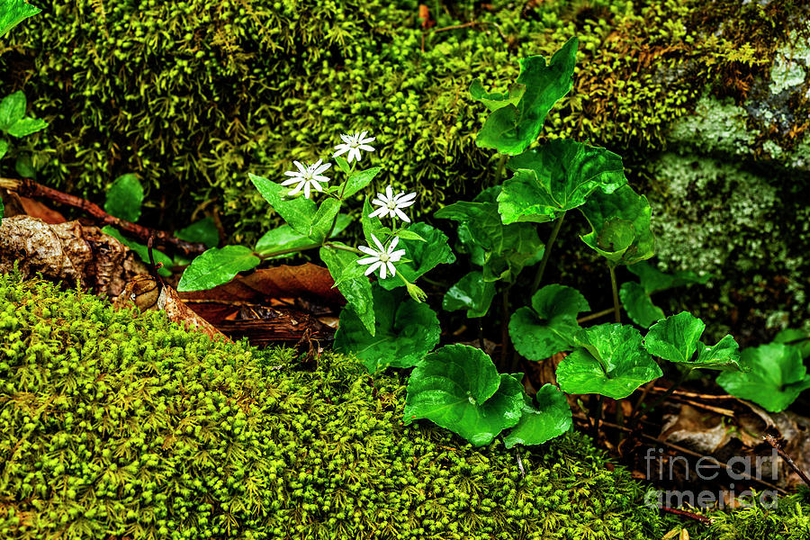 Star Chickweed Mossy Rock #1 Photograph by Thomas R Fletcher