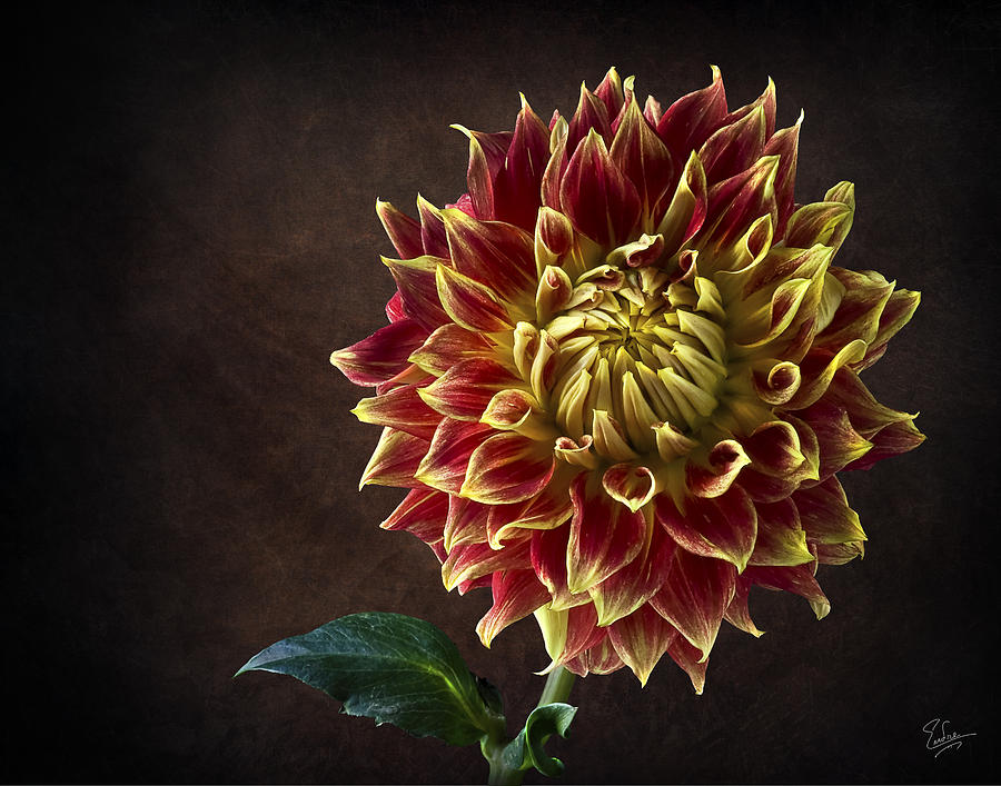 Starburst Dahlia #1 Photograph by Endre Balogh