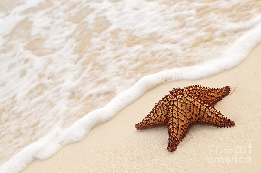 Starfish On Tropical Beach Photograph