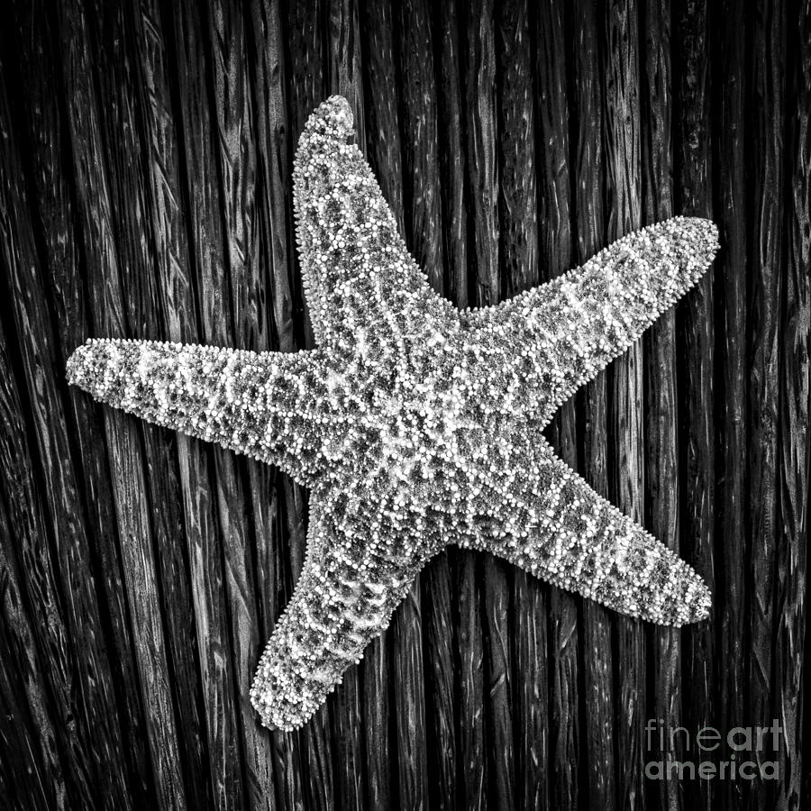 Starfish #1 Photograph by Edward Fielding