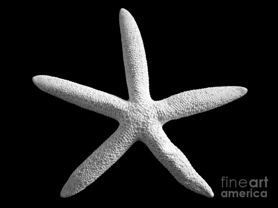 Starfish Photograph