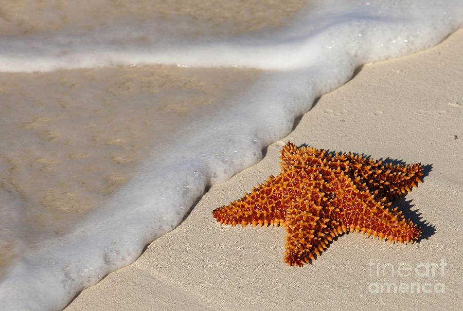 Starfish on Beach #1 Photograph by Anthony Totah