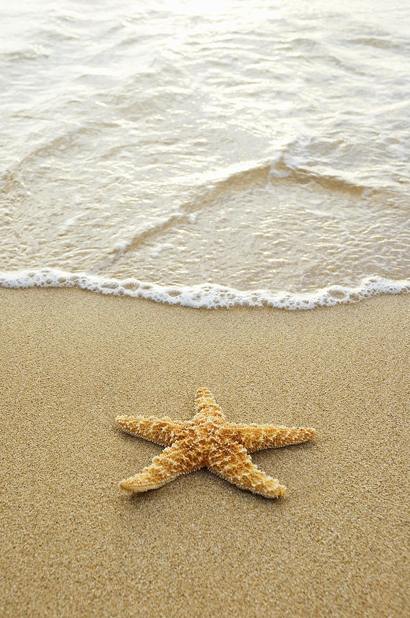 Fish Photograph - Starfish on Beach #1 by Mary Van de Ven - Printscapes