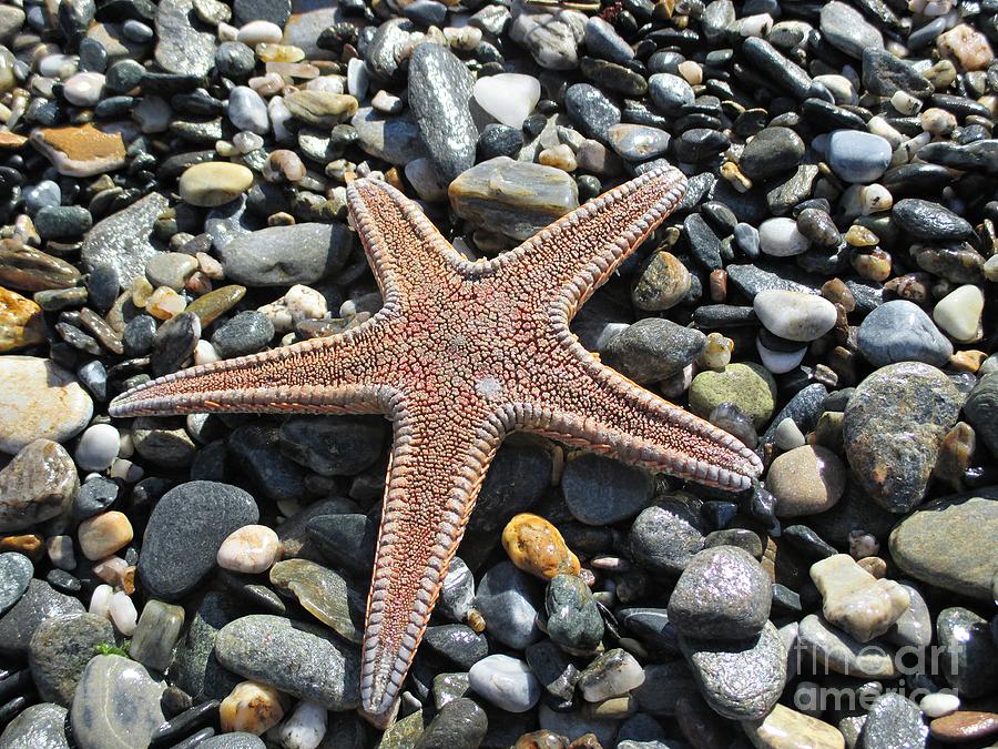 Starfish on the beach in Motril #1 Photograph by Chani Demuijlder