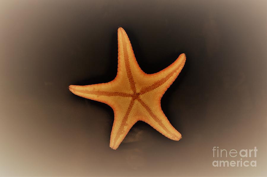  Starfish #1 Photograph by Savannah Gibbs