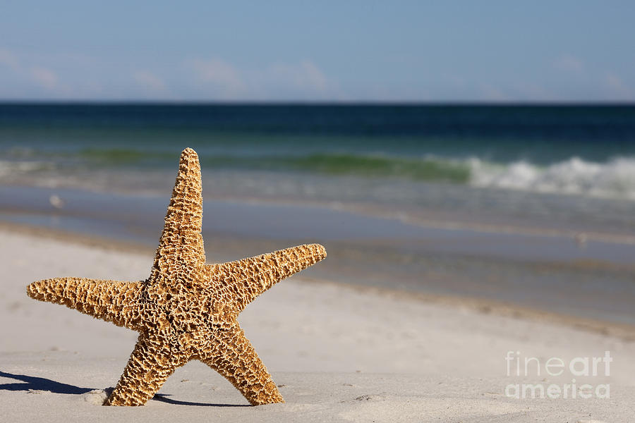Starfish standing on the beach #1 Photograph by Anthony Totah