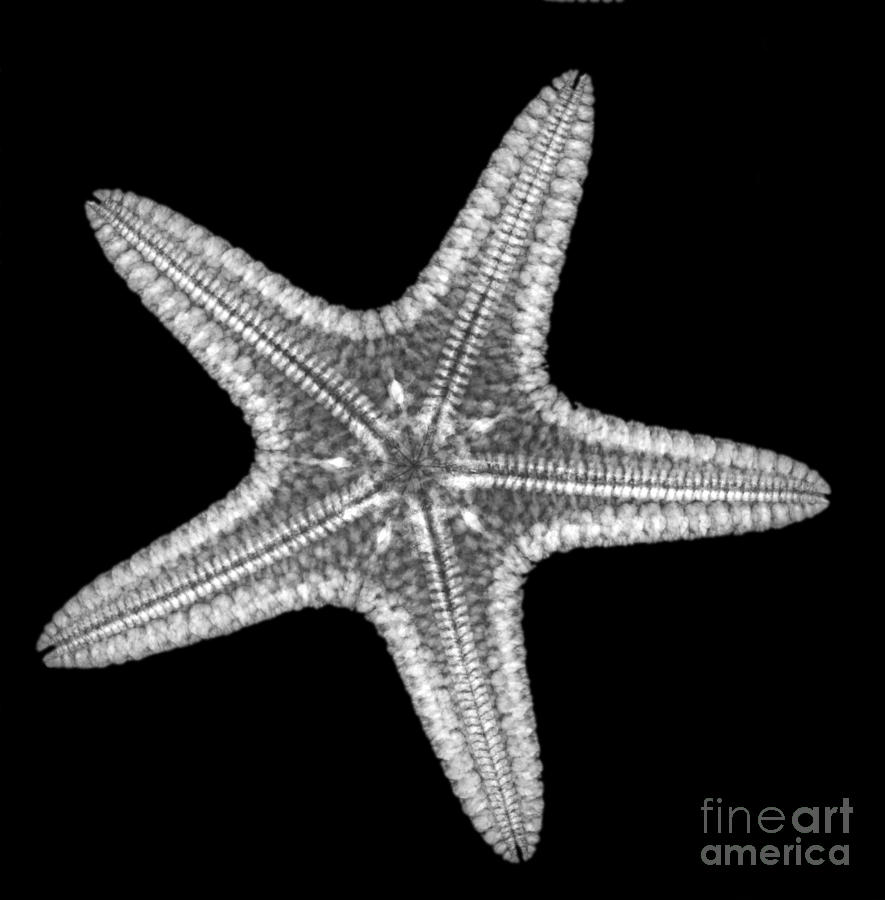 Starfish #1 Photograph by Ted Kinsman