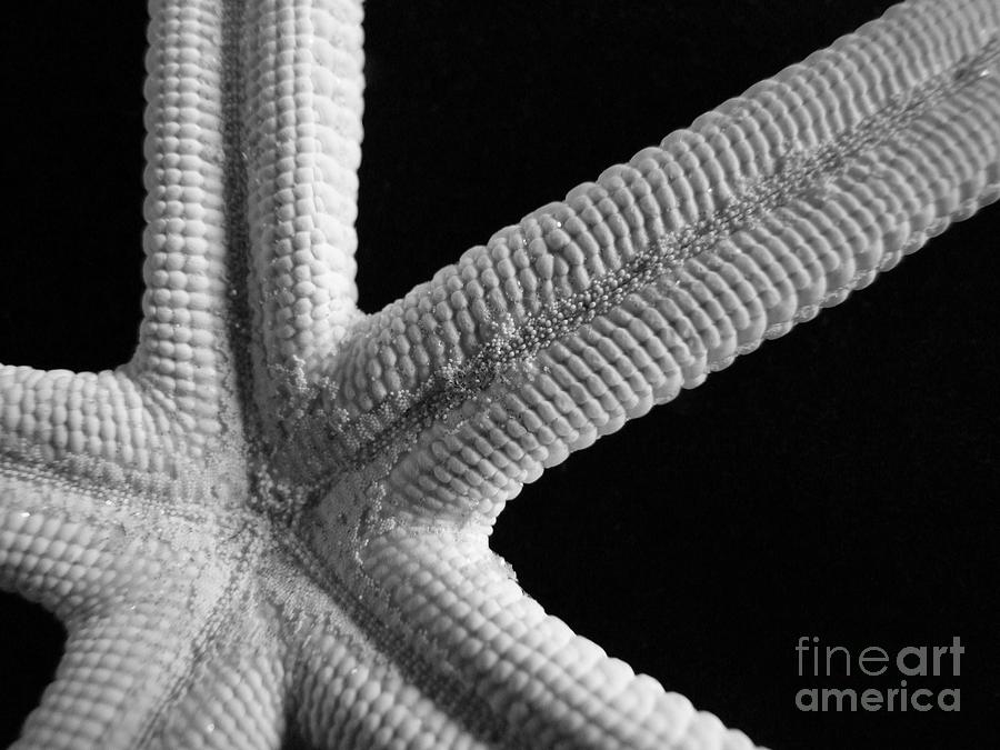 Mary Deal Photograph - Starfish Underworld by Mary Deal Mary Deal Photograph - Starfish Underworld by Mary Deal