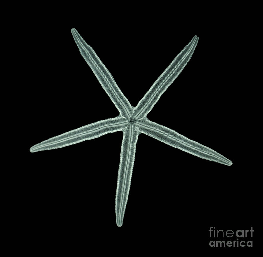 Animal Photograph - Starfish, X-Ray #2 by Scott Camazine
