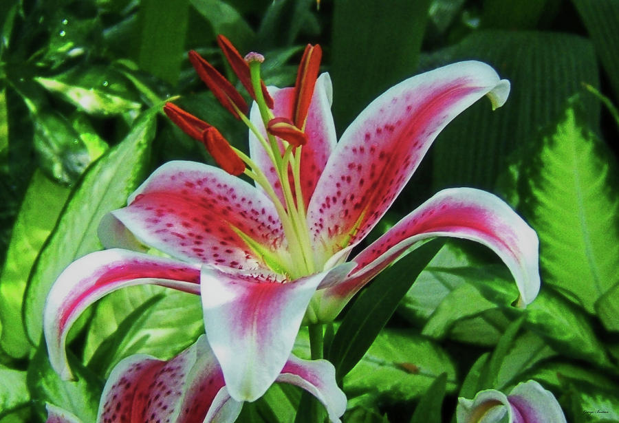 Stargazer Lily 001 #1 Photograph by George Bostian