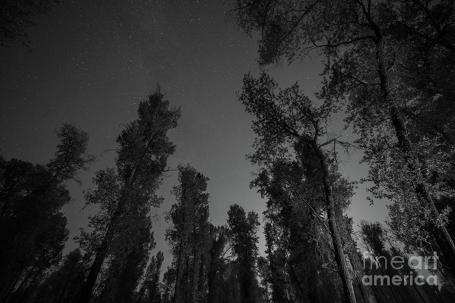 Stargazing Thru The Trees #1 Photograph by Michael Ver Sprill