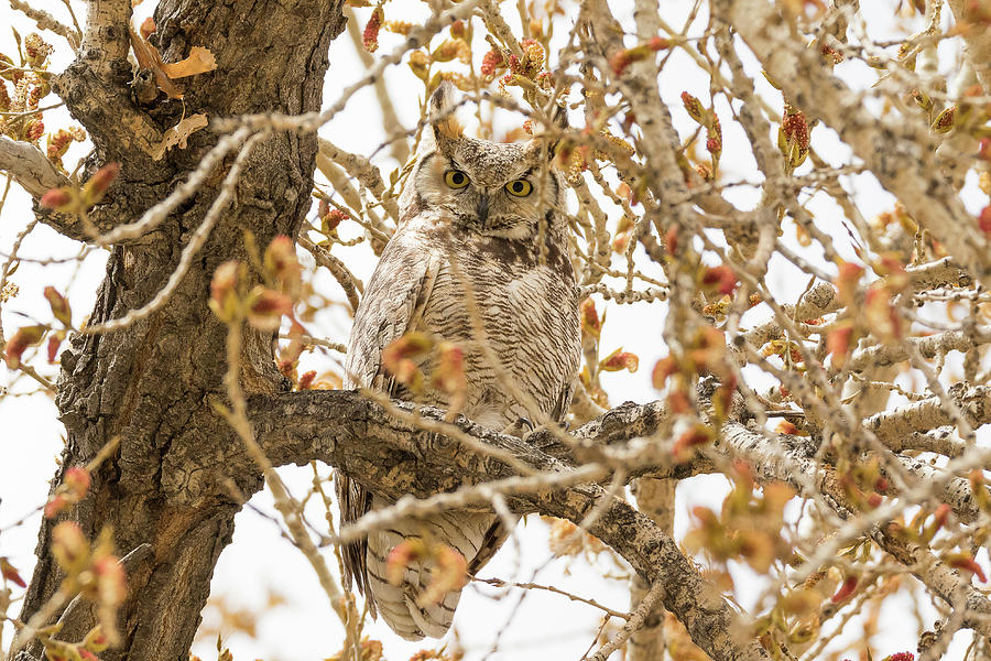 Staring Great Horned Owl #1 Photograph by Tony Hake