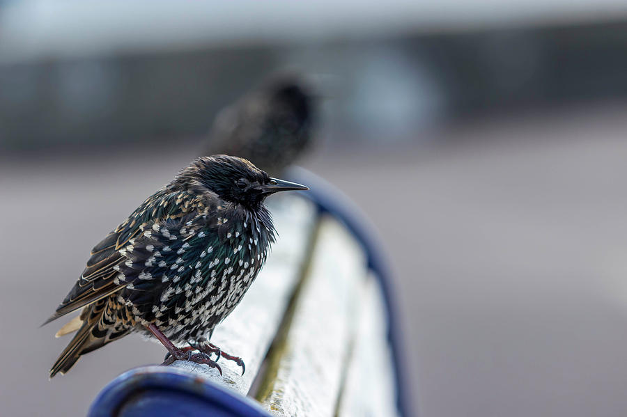 Nature Photograph - Starling. #1 by Angela Aird