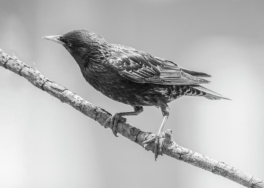 Starling  #1 Photograph by Cathy Kovarik