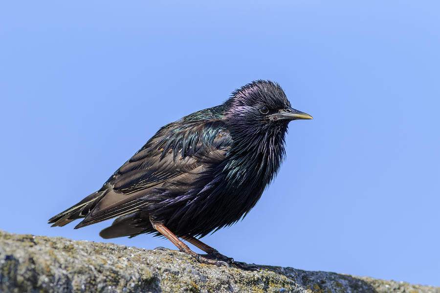 Starling - #1 Photograph by Chris Smith